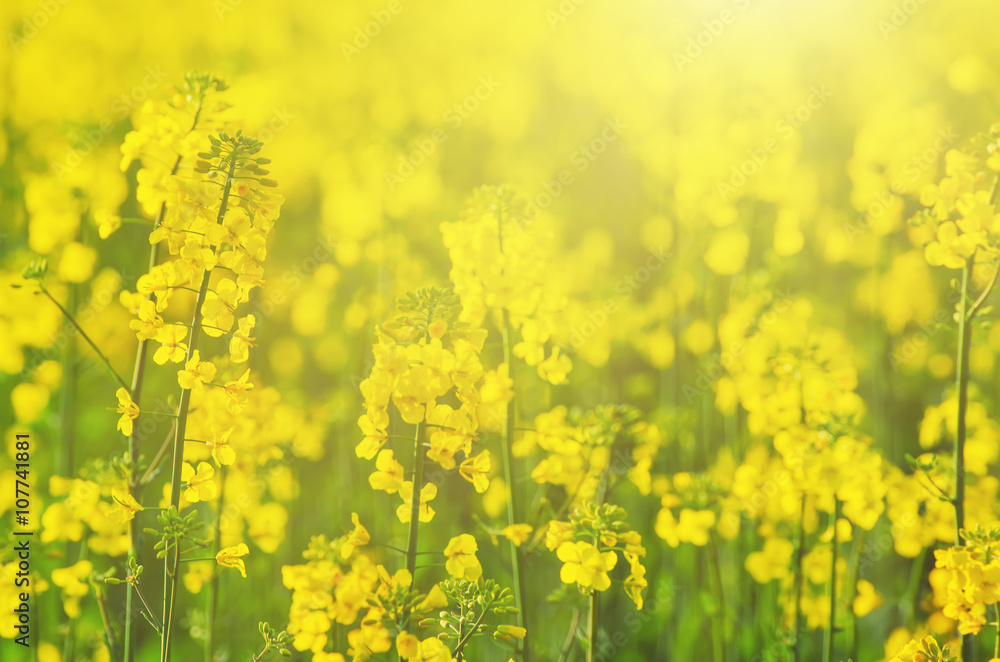 Fototapeta premium Rapeseed field with yellow flowers, natural agricultural eco sunny spring background
