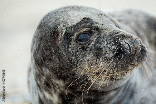 Young atlantic Grey Seal portrait