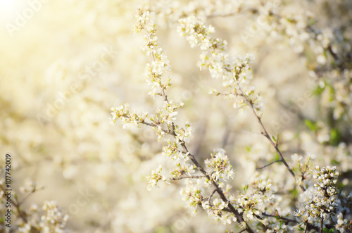 Spring seasonal background with blooming plum tree branches and sun rays, natural seasonal floral background © Roxana