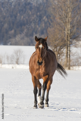 Braune Quarter Horse Stute im Schnee © skmjdigital