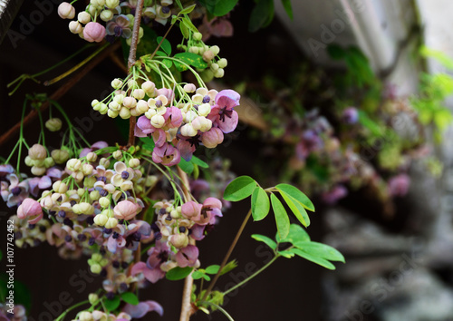 アケビの花
 photo