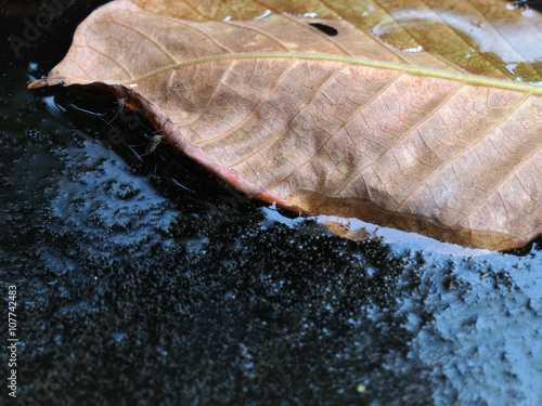 Mosquito on waste water