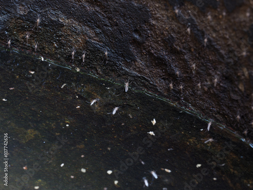 Mosquito in Concrete pipe