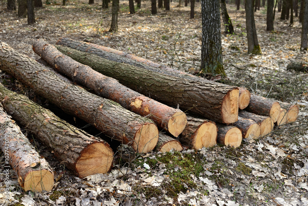 Pine logs