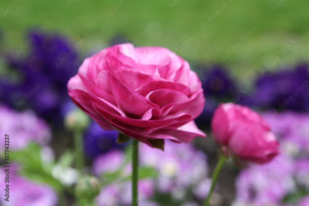 Ranunkel, pink, Blüte, Knospe, Beet, Frühling, lila, Ranunkel, pink, Blüte, Knospe, Beet, Frühling, lila,