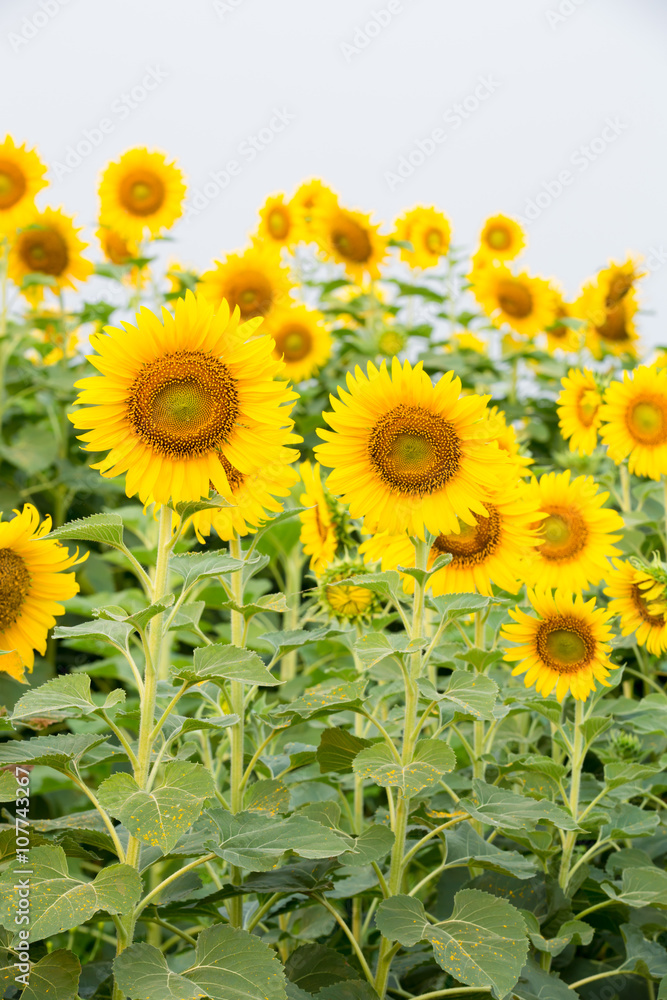 Sunflower field Sunflower field
