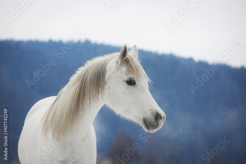 Weiße Vollblut Araber Stute im Schnee
