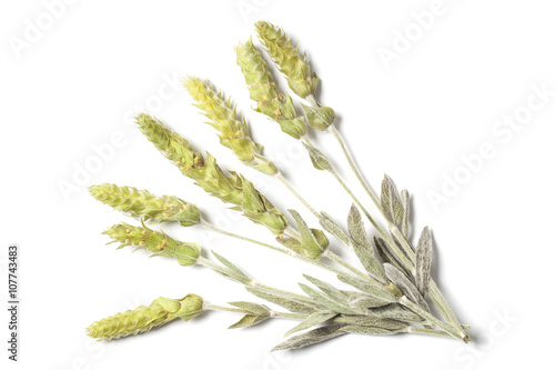 Several dried herbs stems of a mountain tea Sideritis Scardica isolated on white background.  photo