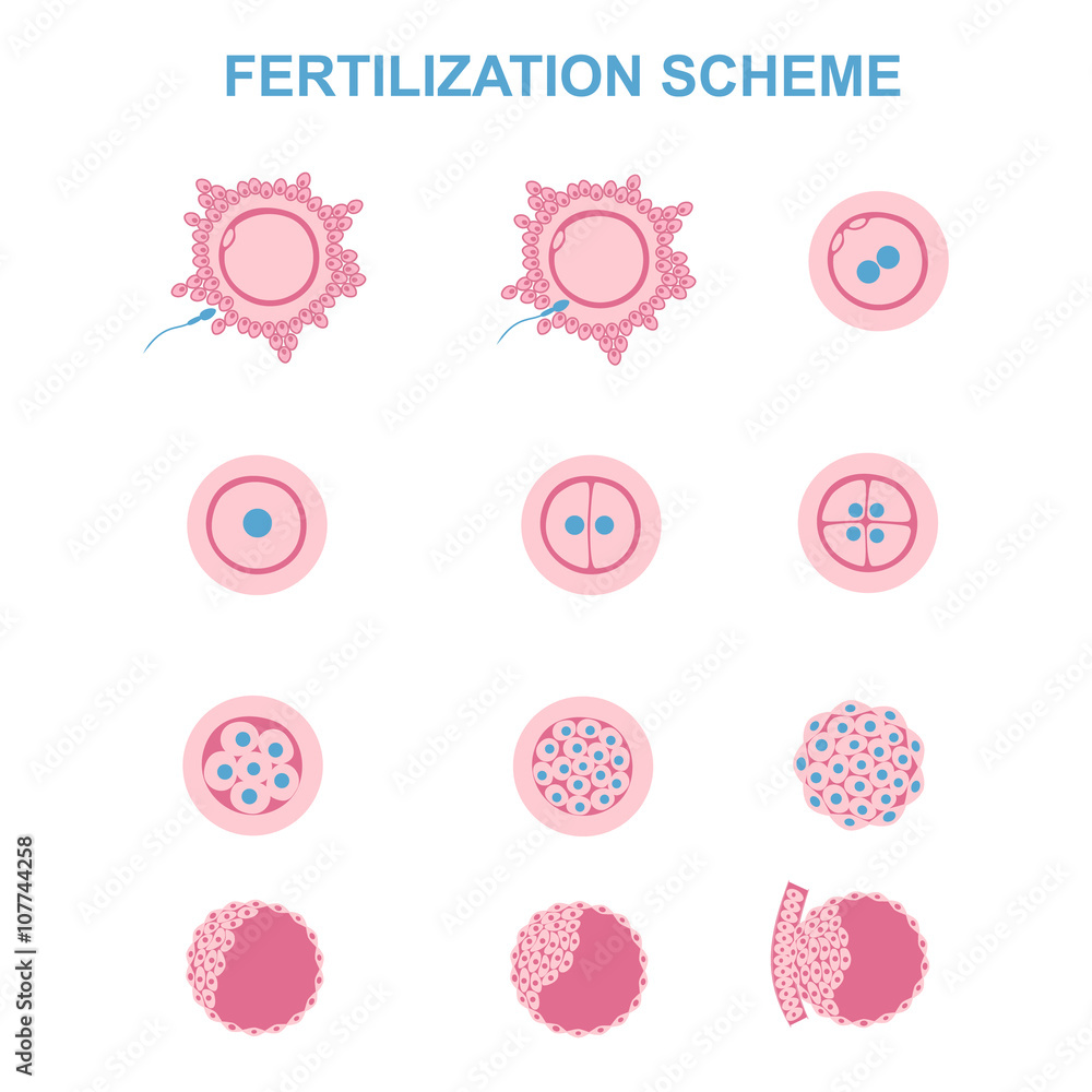 schematic image of fertilization in mammals