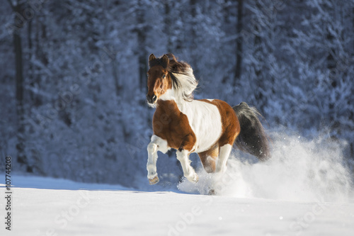 Fototapeta Naklejka Na Ścianę i Meble -  Pinto Pferd im Winter
