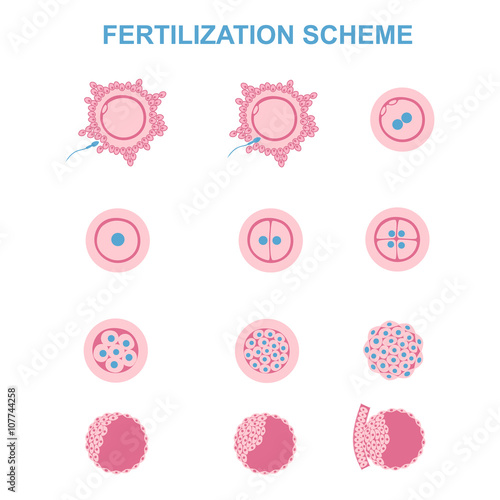 schematic image of fertilization in mammals photo
