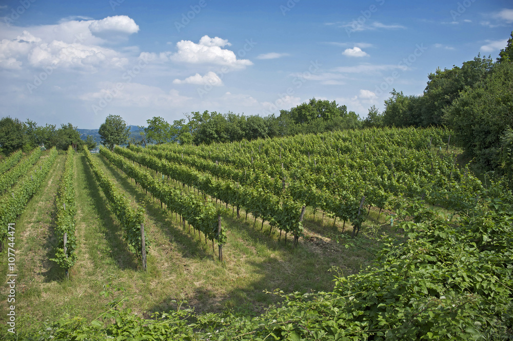 vineyards in the Italian hills