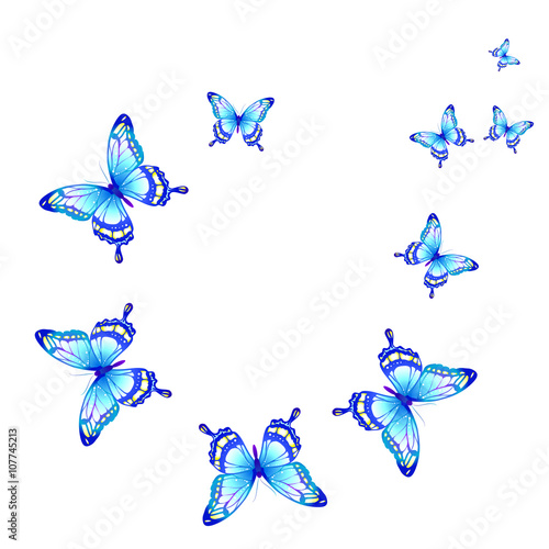 butterflies design