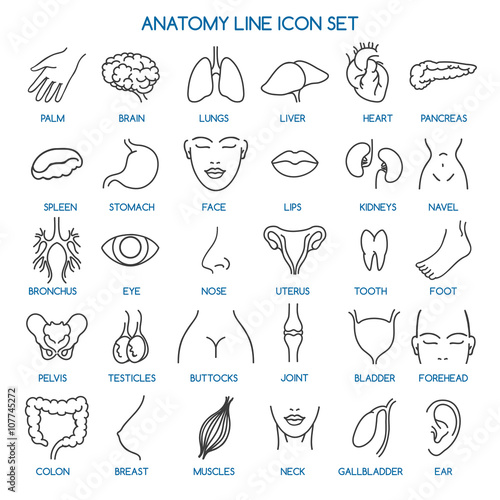 Anatomy line icons. Human body parts line icons and human anatomy signs. Vector illustration