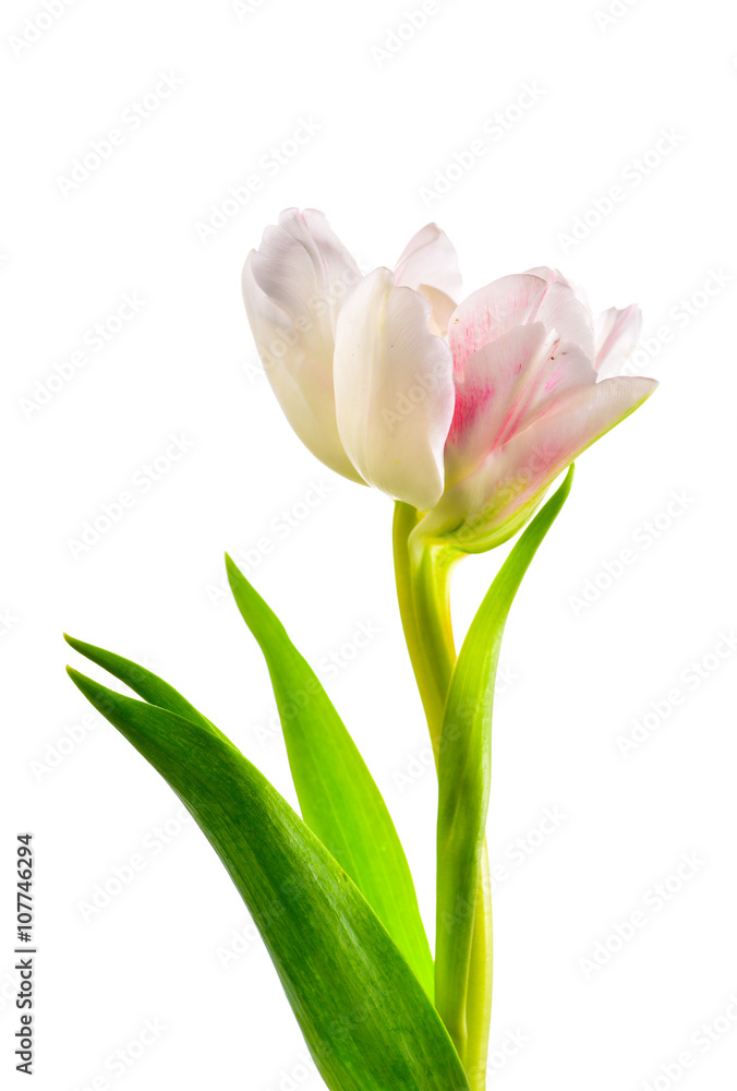 Close up Pink flower on white background Close up Pink flower on white background