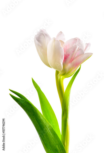 Close up Pink flower on white background