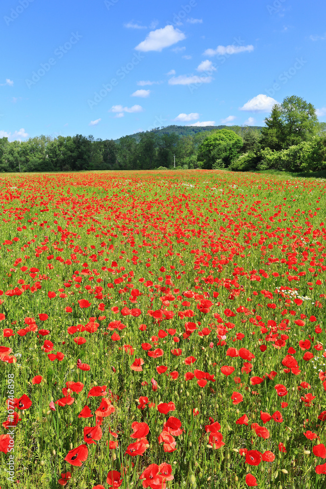 Field of red Poppy
