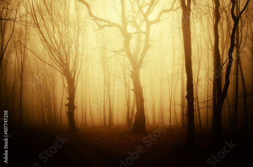 old twisted tree at sunrise in the woods