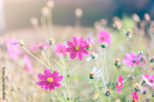 Cosmos flowers in the garden soft blur background in pastel retro vintage style.