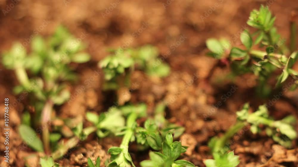 Dying Plant Time Lapse Dying Plant Time Lapse