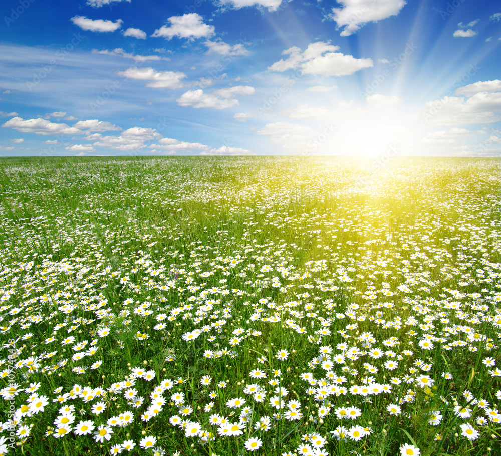 Field of daisies Field of daisies