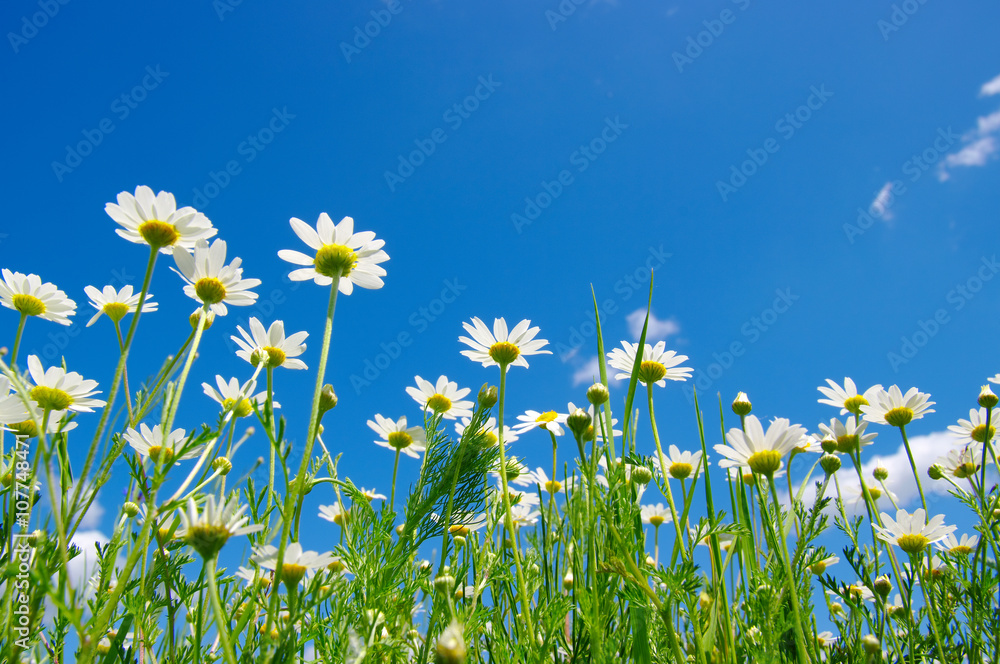 white daisies on blue sky white daisies on blue sky