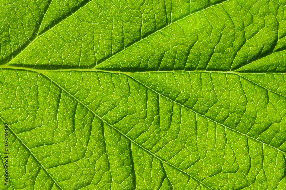 green leaf texture green leaf texture