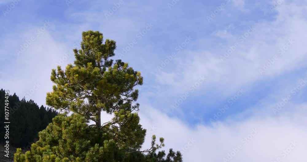 cloudy sky mountain pine 4k spain
cloudy sky mountain pine 4k spain