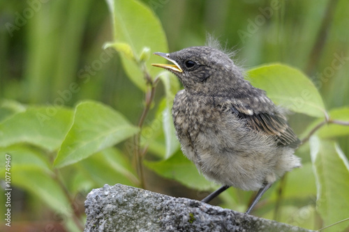  baby bird Oenanthe