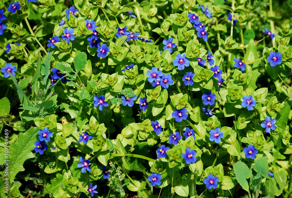 Flores silvestres azules, primavera, fondo Stock Photo | Adobe Stock