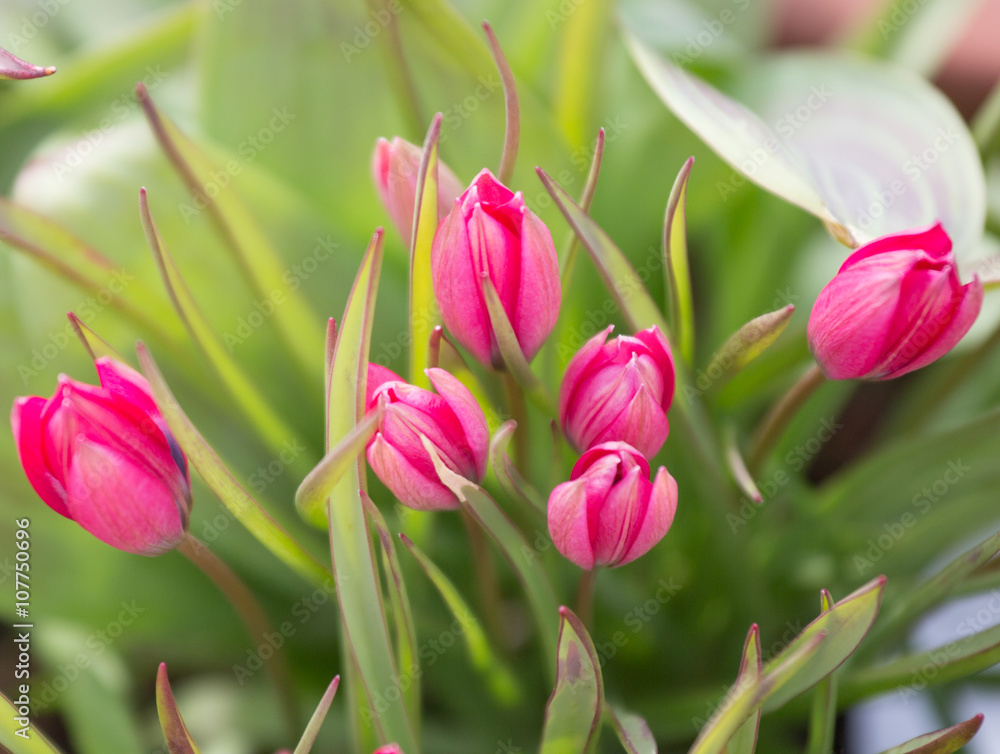 Obraz premium Group of miniature red tulips just opening into bloom.
