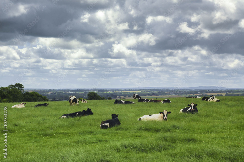 Cows in Brittany (France)
