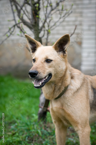 Mixed breed dog portrait outdoor © GrasePhoto