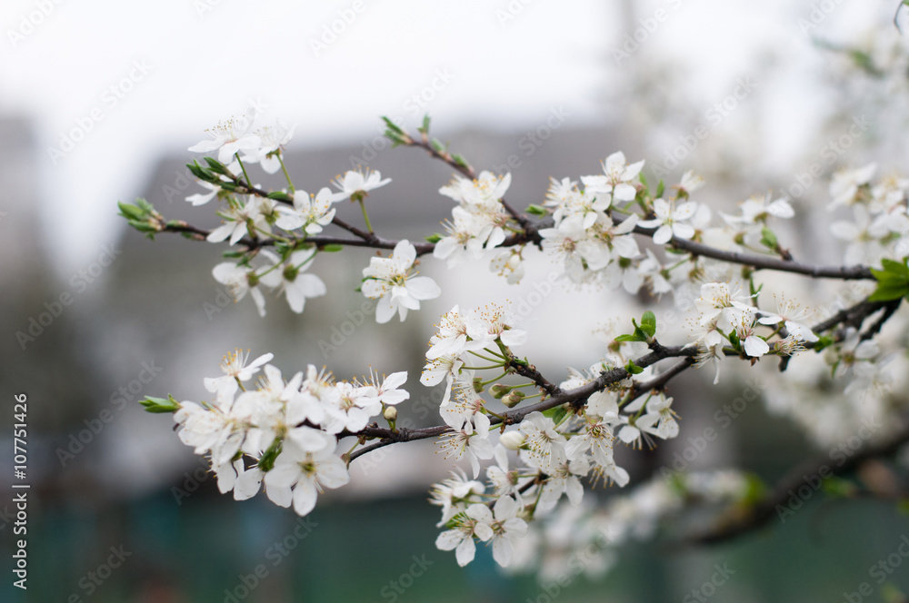 Obraz premium Blooming tree branch