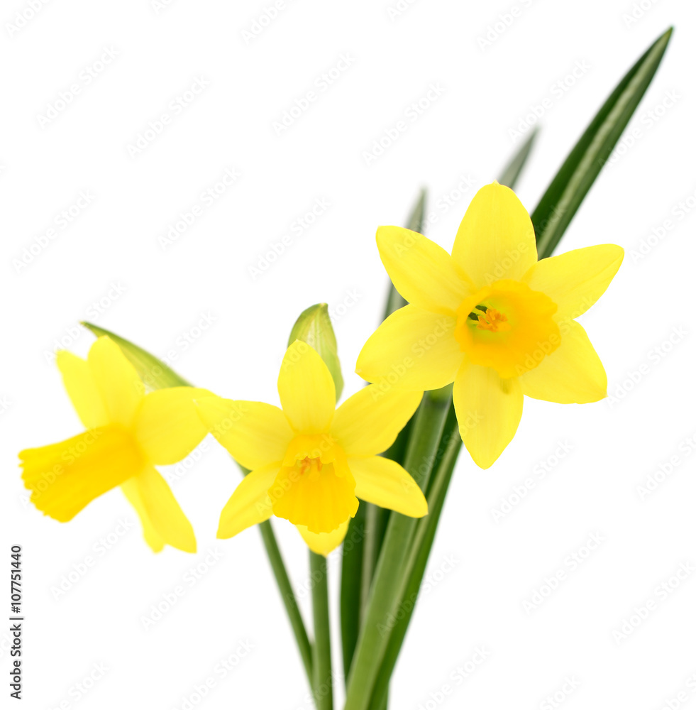 Three yellow narcissus. Three yellow narcissus.