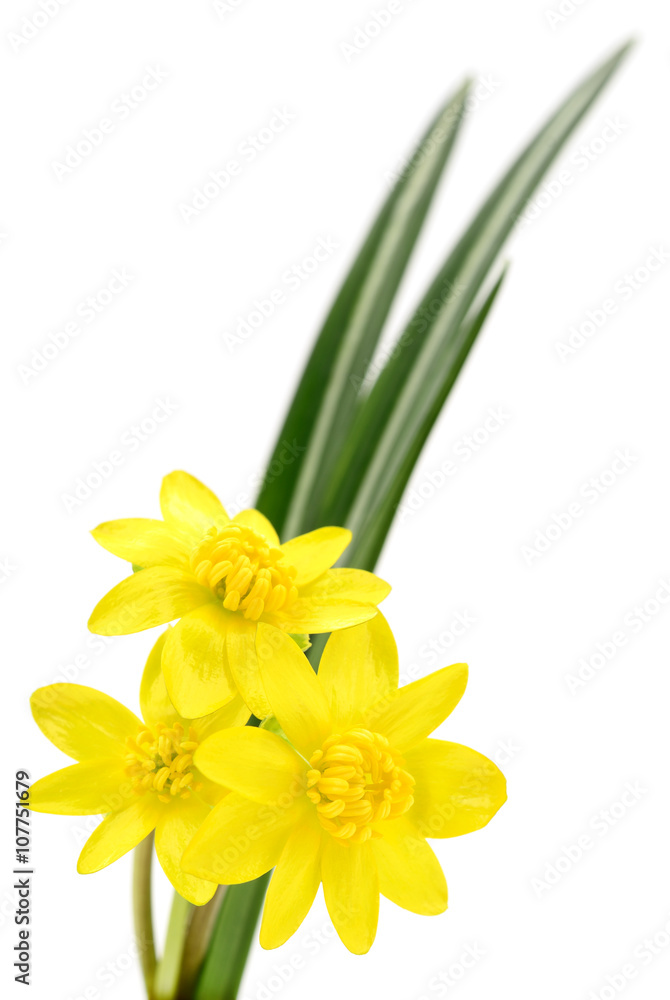 Three yellow flowers. Three yellow flowers.