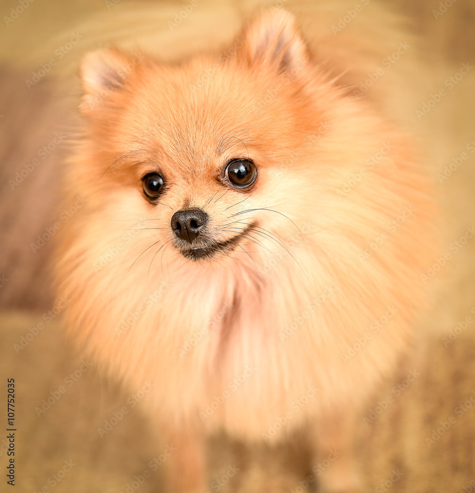 Cute Pomeranian Spitz dog puppy sitting at home portrait.