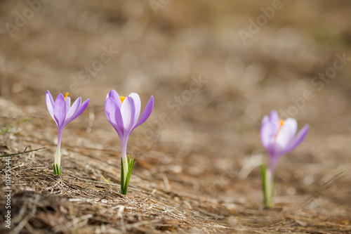 Fototapeta Naklejka Na Ścianę i Meble -  Beautiful crocus flowers in Beskidy mountains