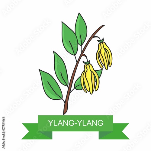 A branch of ylang-ylang flowers, vector illustration, isolated on a white background