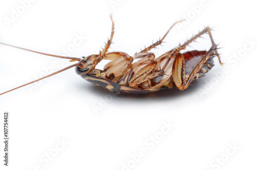 cockroach © goopholidon