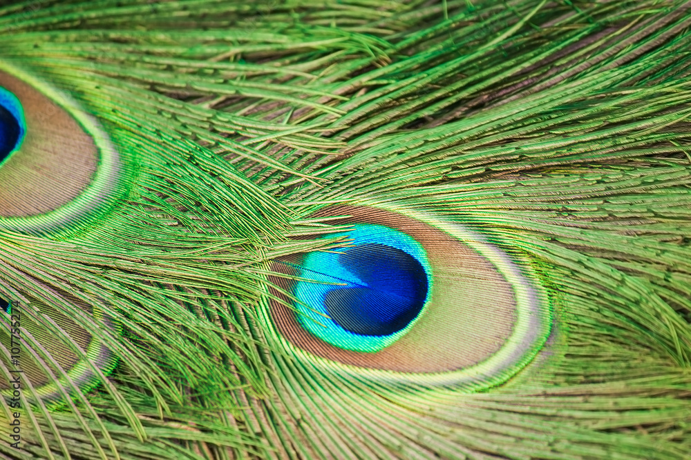 Obraz premium Peacock tail fragment.