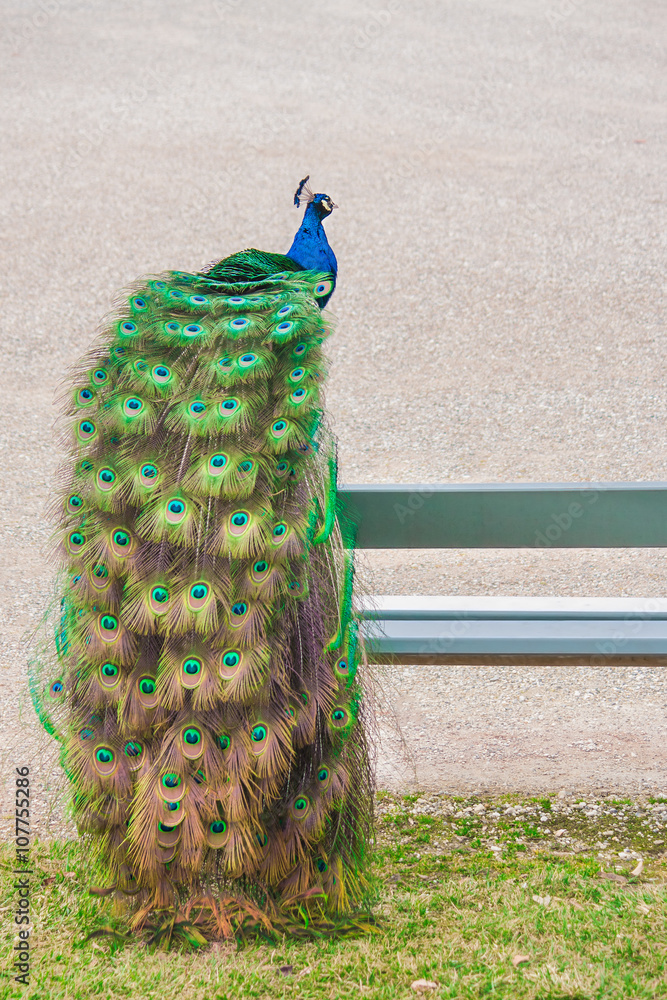 Obraz premium Long, beautiful tail! Image of a male peacock sitting on a bench outdoors.