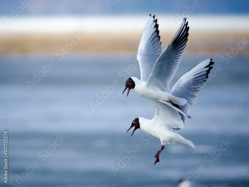 Black-headed Gulls