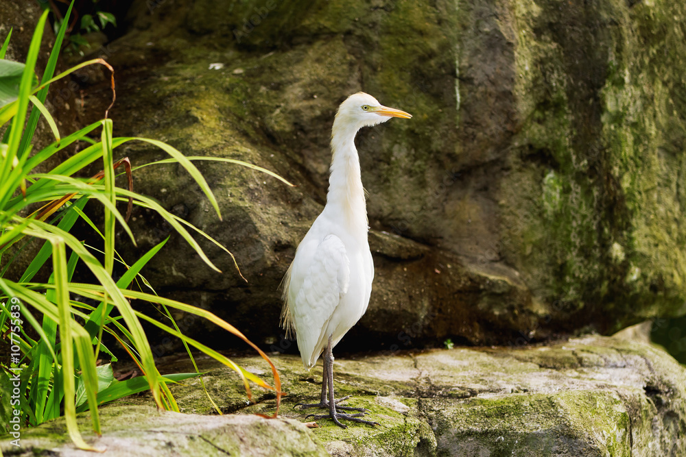 The cattle egret (Bubulcus ibis), a cosmopolitan species of heron. Malaysia. The cattle egret (Bubulcus ibis), a cosmopolitan species of heron. Malaysia.