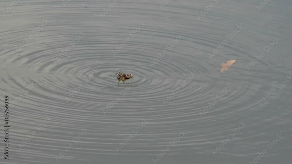 A big beetle is on its back, floating on the water surface and struggling to stay alive. A sad, but natural moment in the world we live in. A big beetle is on its back, floating on the water surface and struggling to stay alive. A sad, but natural moment in the world we live in.