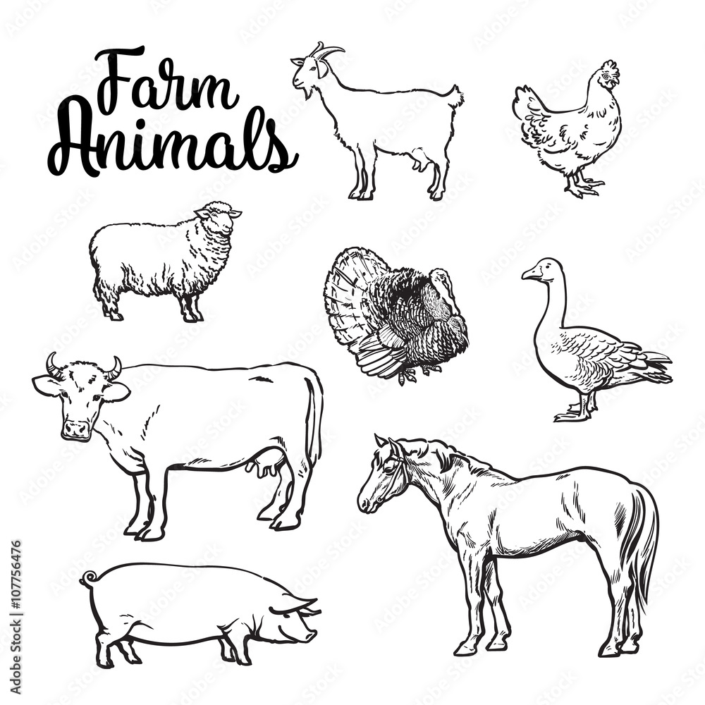 Farm animals, cow, pig, chicken, goose, poultry, livestock, color vector  illustration, sketch style with a set of animals isolated on white  background, realistic animal products for sale Stock Vector | Adobe Stock