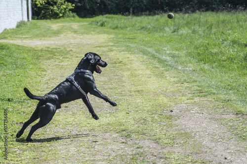 Black Labrador Retriever playing with frisbee and balls in the open air © missgrace