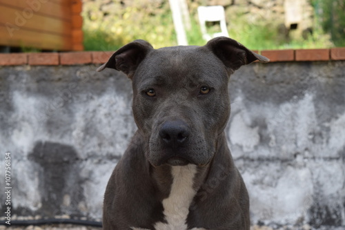 Fototapeta Naklejka Na Ścianę i Meble -  mezzo busto pitbull