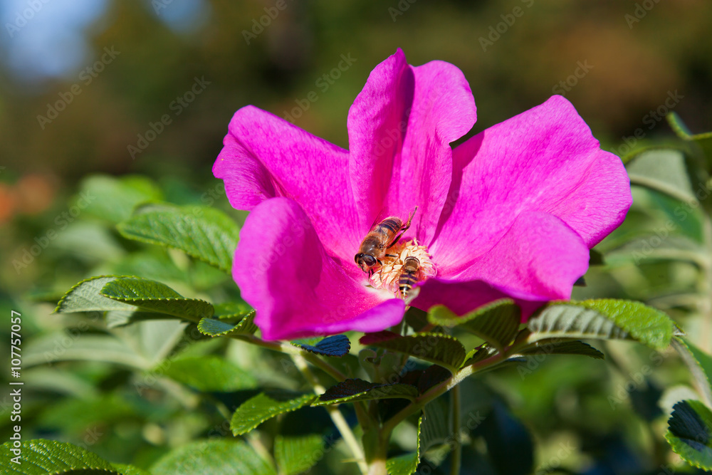 Fototapeta premium Bees collect pollen in the flowers of wild rose. Natural summer background with insects.