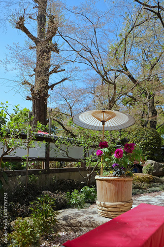 日本庭園と牡丹の花